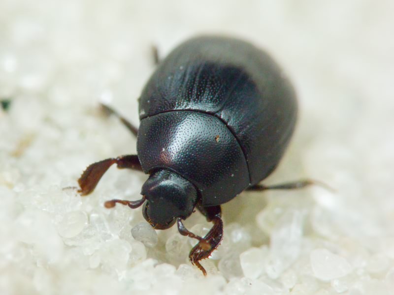 Dendrophilus (Dendrophilus) punctatus (Herbst, 1792)